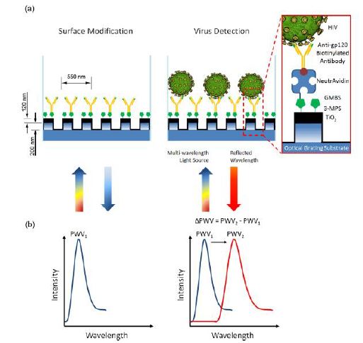 그림 21. 나노구조체 기반의 바이오센싱을 이용한 HIV 바이러스 검출 기술 개발 개념도