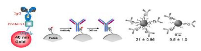 그림 8. 항체고정화 관련 나노입자/항체 인터페이싱 기술