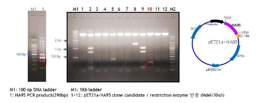 그림 13. HA95 유전자 클론