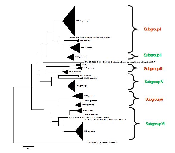 그림 17. Influenza A virus의 Hemagglutinin 계통수