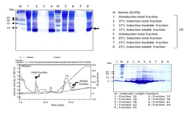 그림 25. S2-80 단백질 발현 및 정제