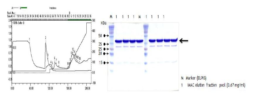 그림 34. Affinity chromatography