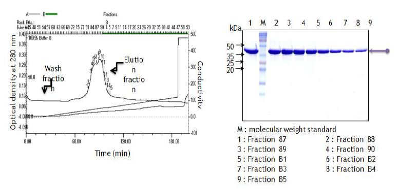 그림 35. PBP2A 정제- 이온교환크로마토그래피 결과