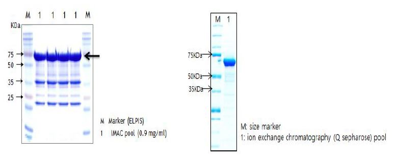 그림 37. ClfB 정제