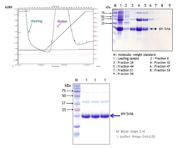 그림 39. SrtA59 정제