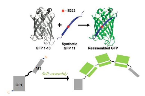 그림 56. 자기결합 형광단백질을 이용한 단백질 초분자 폴리머 개발