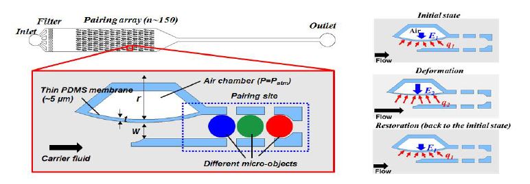 그림 100. 구조물의 변형특성을 활용한 입자 페어링 디바이스의 구조(좌) 및 채널 내 유속의 변화에 따른 얇은 탄성 PDMS 구조물이 변형 및 복원되는 과정(우), E:탄성복원력, q: 동유체력