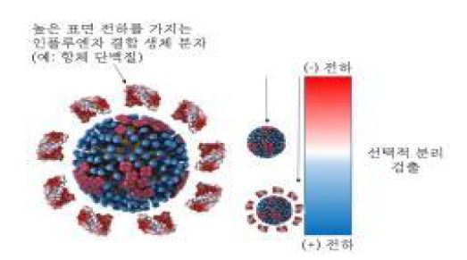 그림 104. 높은 표면 전하를 가지는 항체를 이용한 바이러스 진단 기술