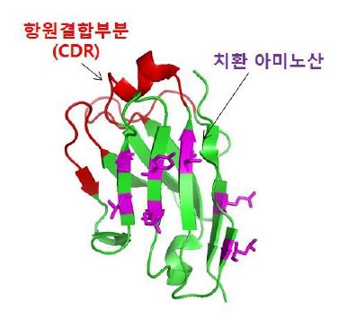 그림 106. 모델링을 통해 선별한 charged mutation residues