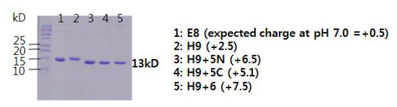 그림 107. charged mutants의 SDS-PAGE 분석