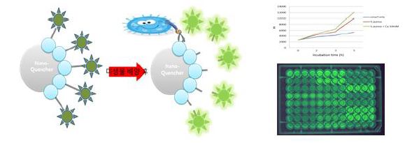 그림 114. 미생물 유래 protease를 이용한 신속한 항생제 감수성 검사 방법
