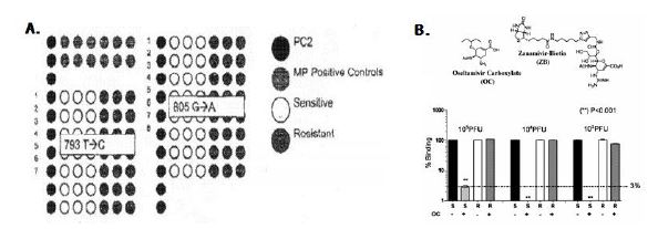 [그림] Microarray(A) 및 항바이러스제 아날로그(B)를 이용한 약제 저항성 인플루엔지 진단