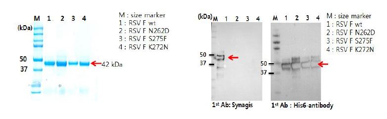 그림 7. RSV 및 재조합 단백질의 발현 및 정제