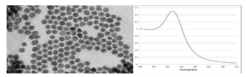 그림 20. 금 나노 입자의 전자현미경 사진 (좌) 및 흡광도 분석 결과 (우)