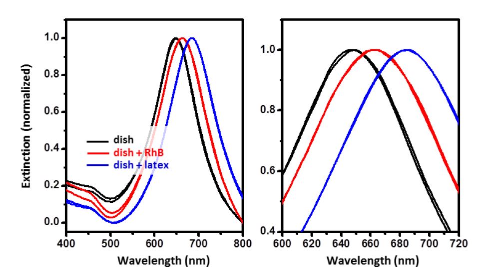 그림 3-4-4. Bare Au nanodish (검은색), nanodish에 Rhodamine B isothiocyanate 흡착 이후 (붉은색), nanodish에 latex bead 담지 이후(파란색)의 extinction spectrum. 오른쪽 그래프는 peak 부분의 확대된 모습.