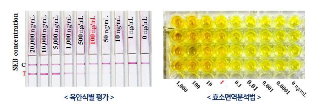 그림 3-8-2. 제작된 나노플라즈모닉스 래피드 센서의 육안식별 팡가 및 ELISA 분석결과