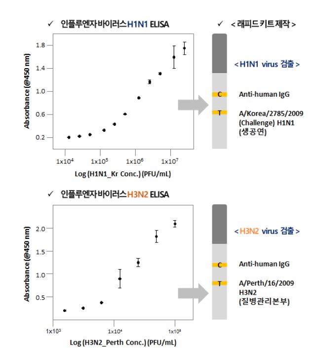 그림 3-8-6. 스크리닝을 통해 선정된 H1N1, H3N2 바이러스 효소면역분석법결과 및 래피드 센서 항체 고정화 모식도