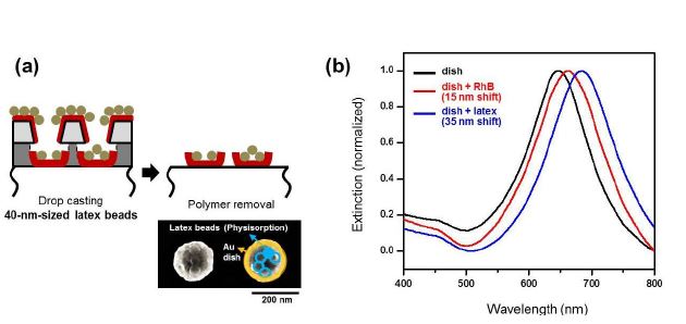 그림. (a) Au dish 내부에 polystyrene beads를 담지하기 위한 공정의 모식도와 담지 이후의 SEM image. (b) Bare Au nanodish (검은색), Rhodamine B isothiocyanate 분자가 흡착된 nanodish (붉은색), 40 nm 크기의 latex bead가 담지된 nanodish (파란색)의 extinction spectra.