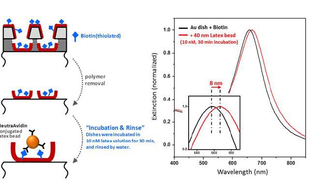 그림. Nanobead의 선택적 검출 실험을 위한 샘플 준비 과정의 모식도(왼쪽)와 측정된 extinction spectra(오른쪽, 검은색: Biotin-treated Au dish, 빨간색: Biotin-treated Au dish + 40 nm latex bead).