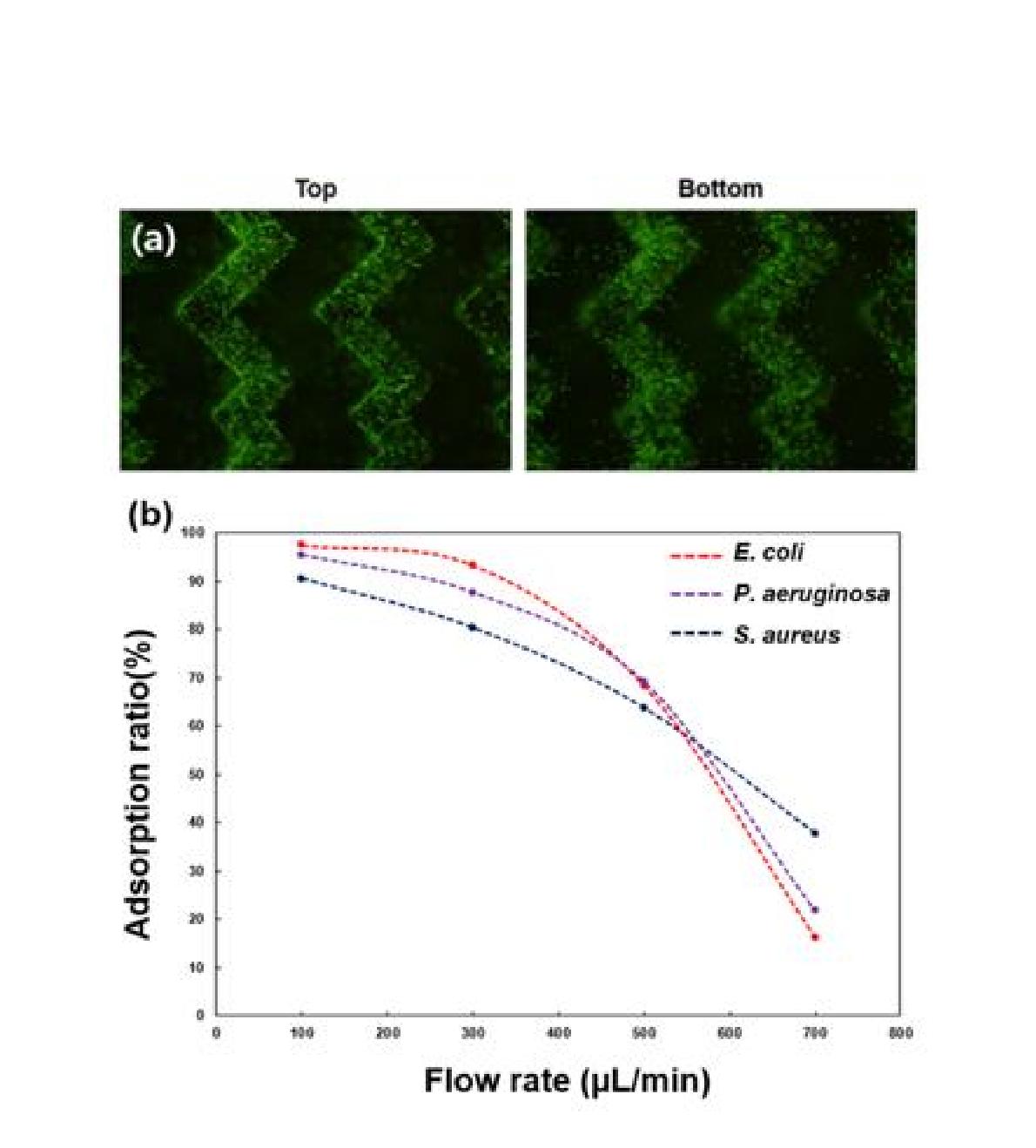 그림 3-6-2 헤링본 구조에 흡착된 박테리아의 형광 사진(a)과 주입구에서의 유속 변화에 따른 흡착 효율