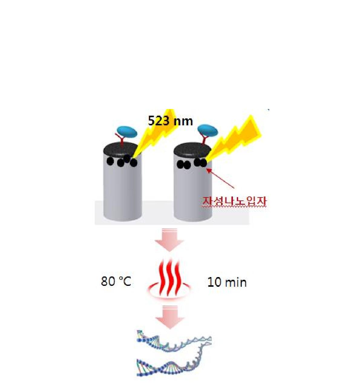 그림 3-8-1 MNPs를 포집하고 있는 나노구조체 연성필라 상단에 박테리아가 부착되었을때, 특정 파장의 레이저를 조사시켜 박테리아를 용해하여 핵산 추출한 개념도