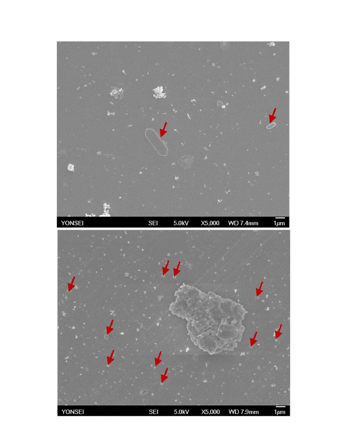 그림 3-1-5 실내 공기 입자 SEM image