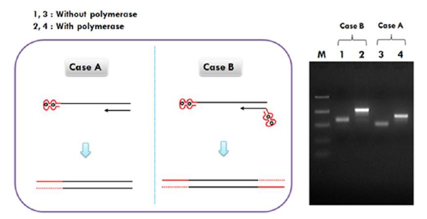 DNA polymerase에 의한 ATP-DNA aptamer 복합체의 extension