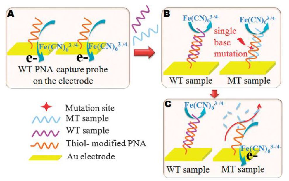 단일가닥 DNA에 특이적인 endonuclease를 이용한 전기화학적 DNA mutation 검출법의 모식도