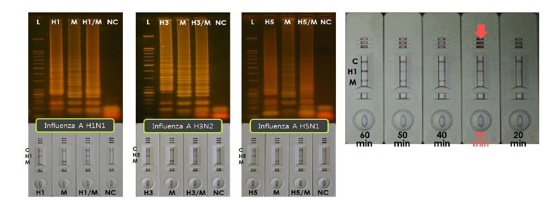인플루엔자 A 바이러스의 RT-LAMP product의 전기영동 및 lateral flow strip 분석 (좌) RT-LAMP 반응시간의 조절에 따른 strip 상에서의 분석
