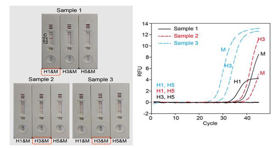 Clinical sample (sample 1: H1N1, sample 2: H3N2, sample 3: H3N2)를 multiplex RT-LAMP후 lateral flow strip과 real-time PCR 기계를 통한 검출 결과 비교