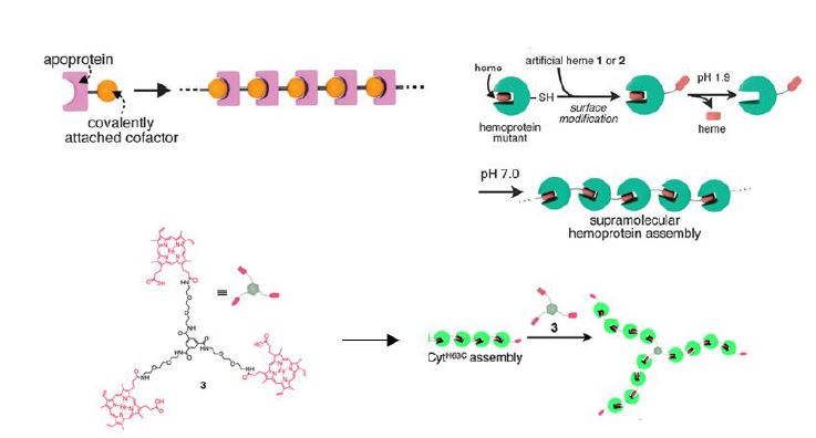 단백질-cofactor 중합체 합성을 통한 단백질 초분자체 제작