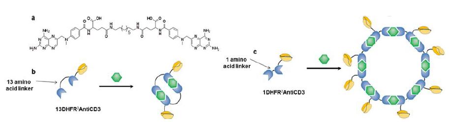 화학적 화합물 합성을 통한 단백질 나노 링 제작