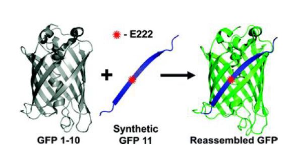 자기결합 형광단백질 조각