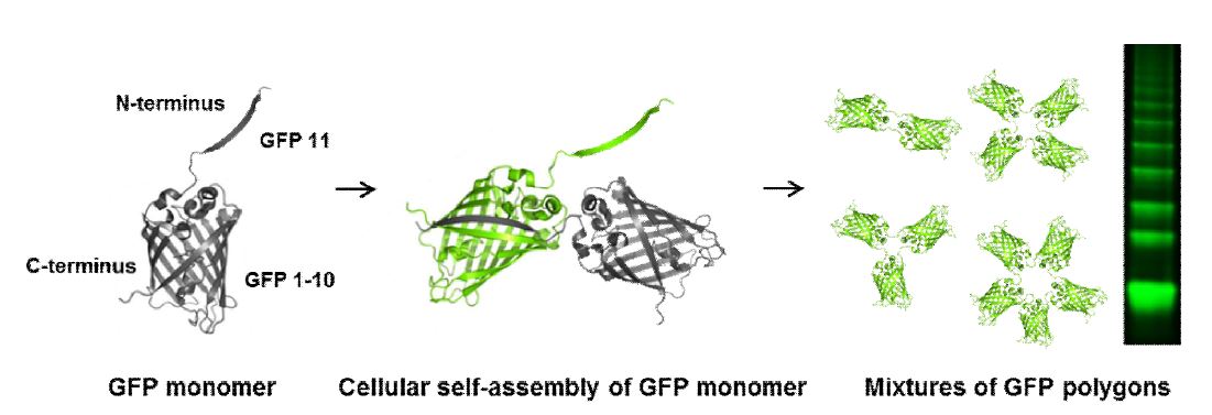 자기결합 형광단백질을 이용한 단백질 초분자 폴리머 개발
