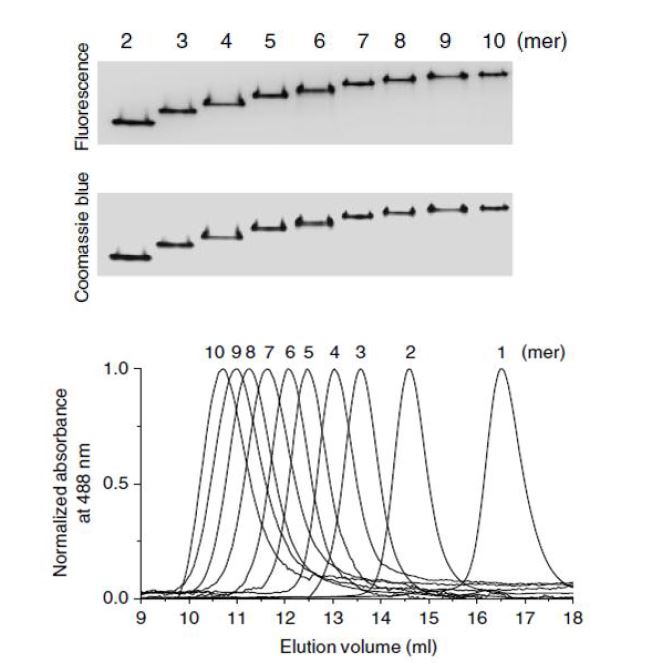 단백질 폴리머의 단분산 정제 (위)PAGE, (아래) SEC 분석