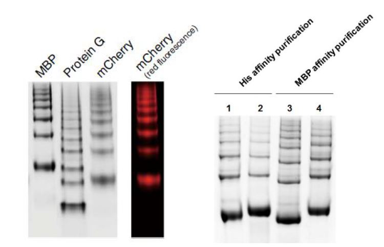 GFP polygon에 다양한 기능성 단백질 도입 및 기능성 확인