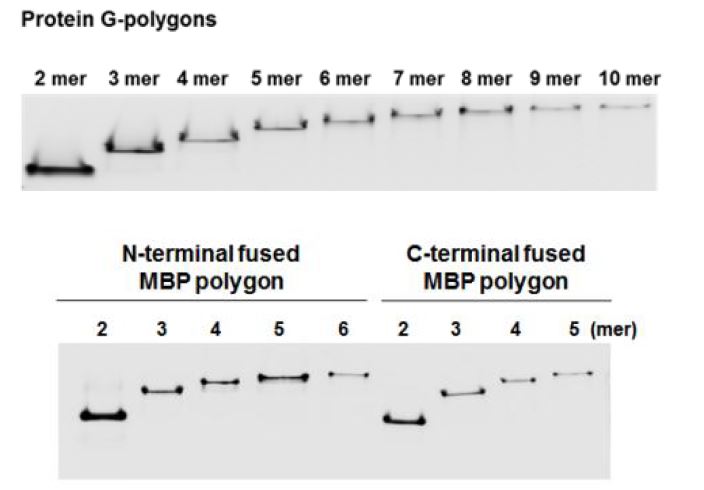 기능성 단백질 조립체의 단분산 정제 (위) 다중 protein G 조립체 (아래) 다중 MBP 조립체