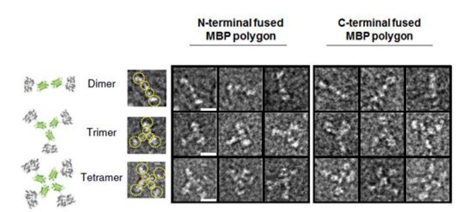 TEM을 통한 다중 MBP 단백질 조립체의 구조 분석
