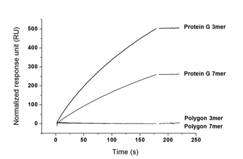 다중 protein G 조립체의 항체 고정화 표면 선택적 결합 확인.