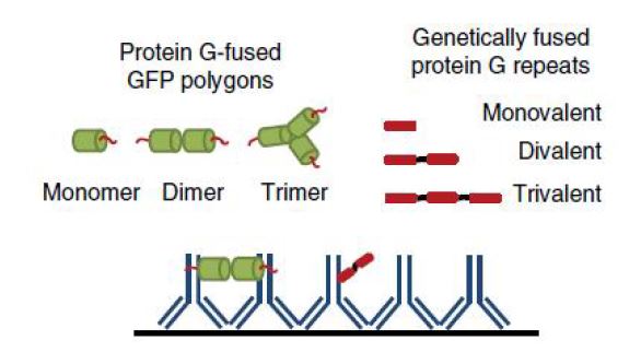 단백질의 공간적 배열에 따른 다중결합 분석