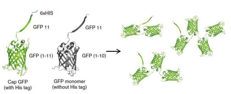 Open된 형태의 선형 배열 GFP 폴리머 제작