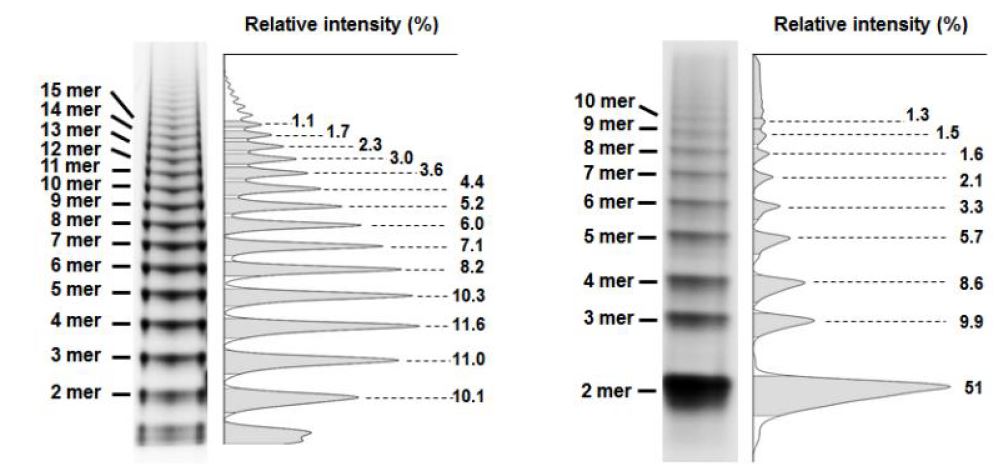 그림> 다각형 GFP 폴리머와 선형 GFP 폴리머의 PAGE 분석 비교