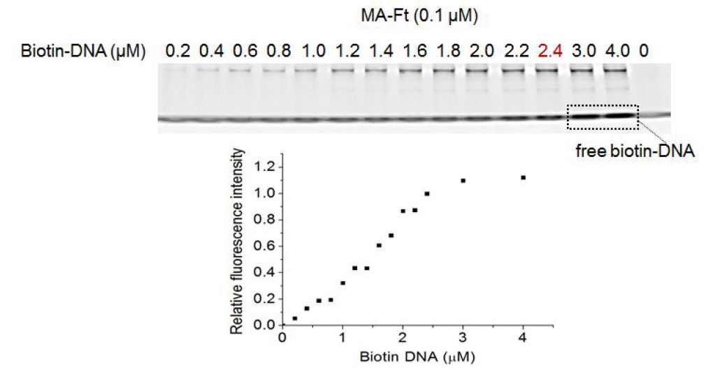 모노아비딘 기반 24-meric 다중 단백질 조립체 바이오틴 결합수 분석