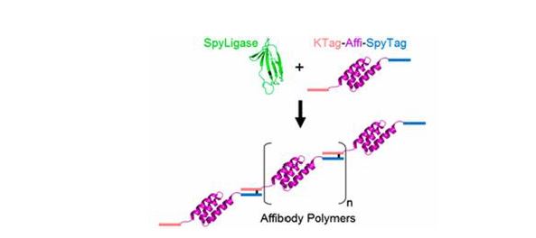 공유결합 단백질쌍을 이용한 단백질 폴리머 제작