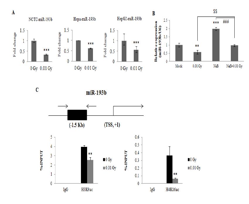 그림 3. 0.01-Gy 조사 된 HepG2 세포에서 miR-193b 프로모터 영역의 히스톤 탈 아세틸화의 관련성