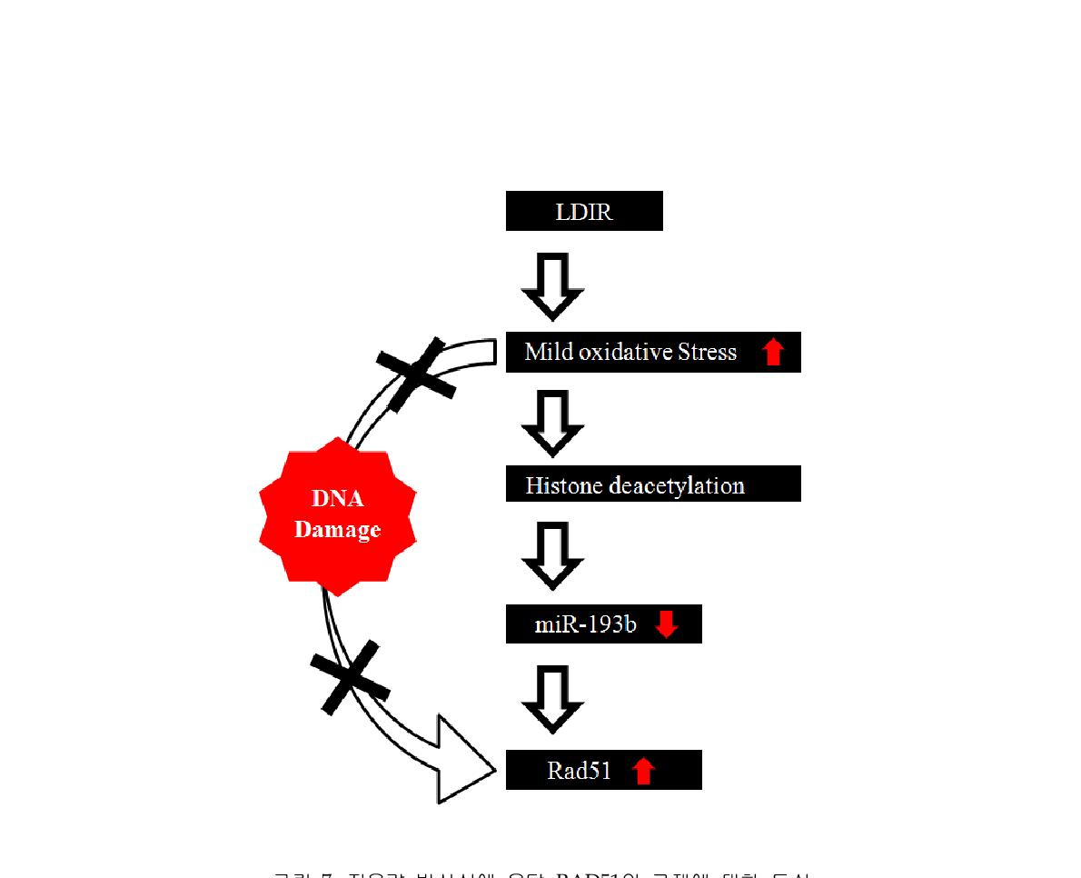 그림 7. 저용량 방사선에 응답 RAD51의 규제에 대한 도식