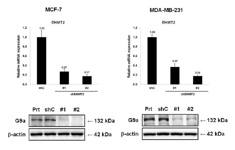 그림 1 유방암 세포주에서의 EHMT2/G9a knockdown 확인