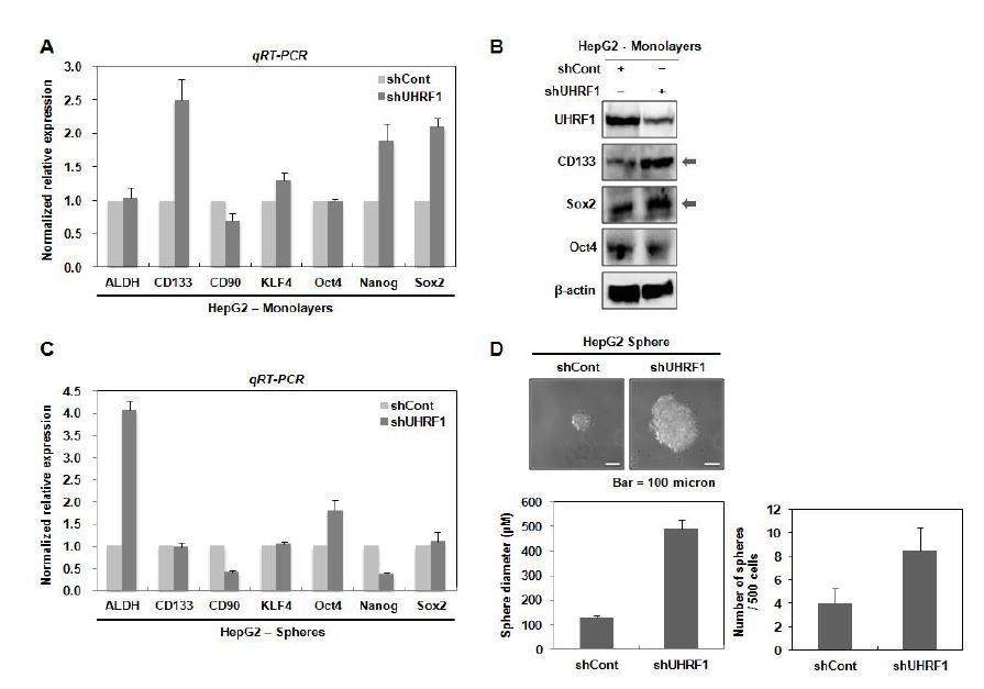 그림 1‐1. HepG2 세포에서 UHRF1이 down-regulation에 의한 종양줄기세포관련 marker 유전자 발현 유도