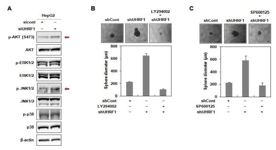 그림 3. UHRF1이 down-regulation된 HepG2 세포에서 AKT와 JNK에 의한 sphere의 크기 조절