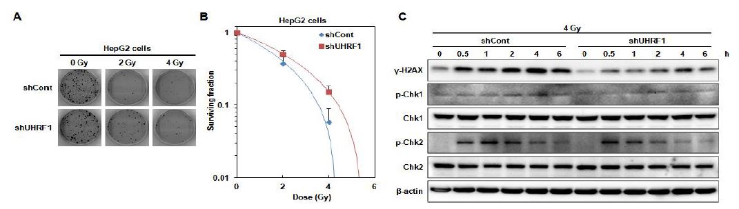 그림 4. HepG2 세포에서 UHRF1의 down-regulation에 의한 방사선에 대한 저항성 증가